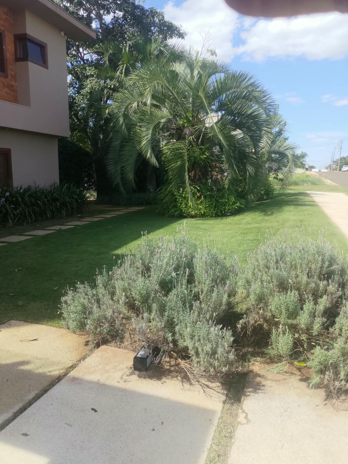 Paisagismo residencial com lavandas, palmeiras e plantas ornamentais